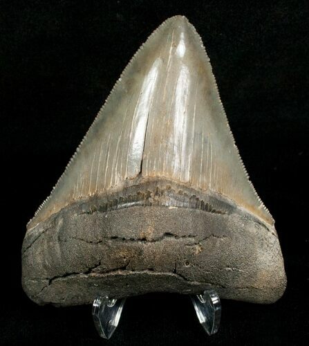 Sharp & Glossy Megalodon Tooth #4977
